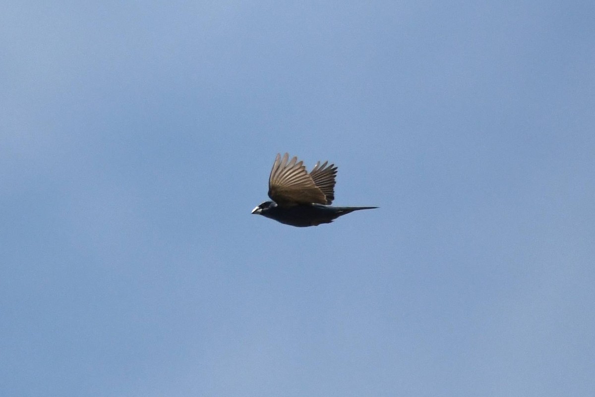 Blue Grosbeak - Tom Frankel