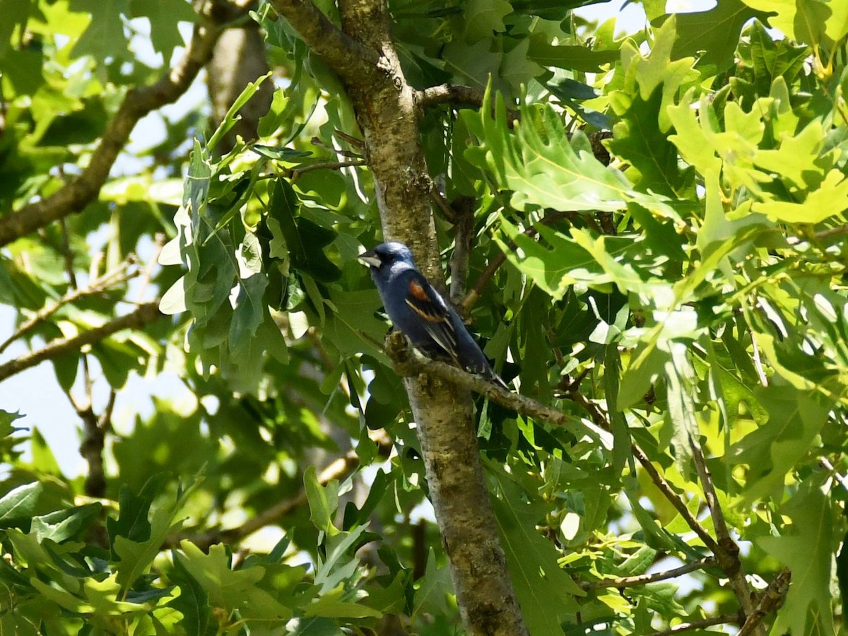 Blue Grosbeak - ML620501545