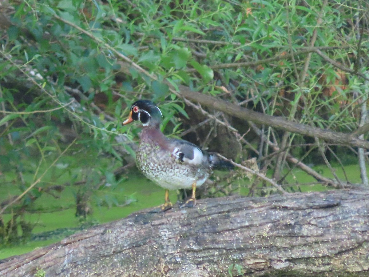 Wood Duck - ML620501551