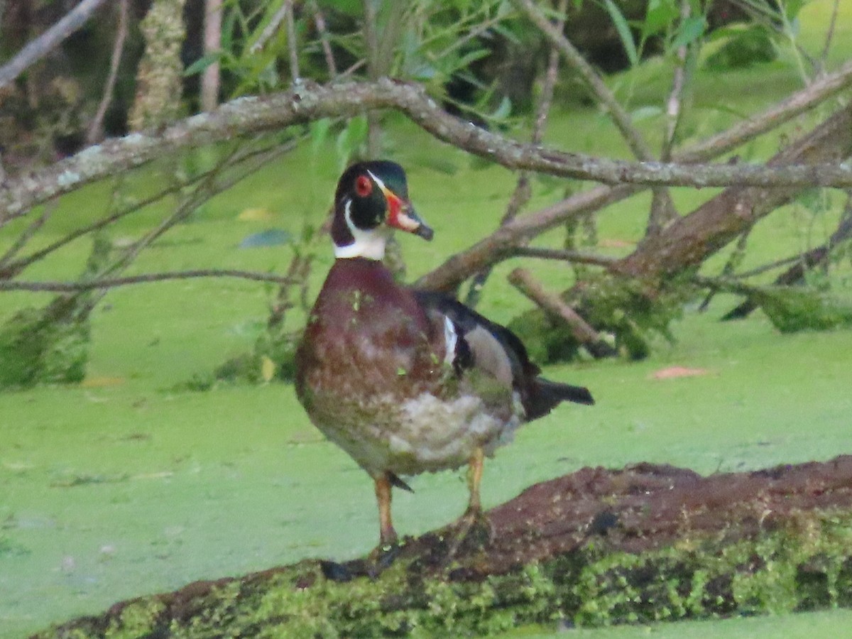 Wood Duck - ML620501552