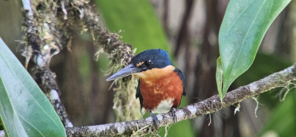 American Pygmy Kingfisher - Kent Russell