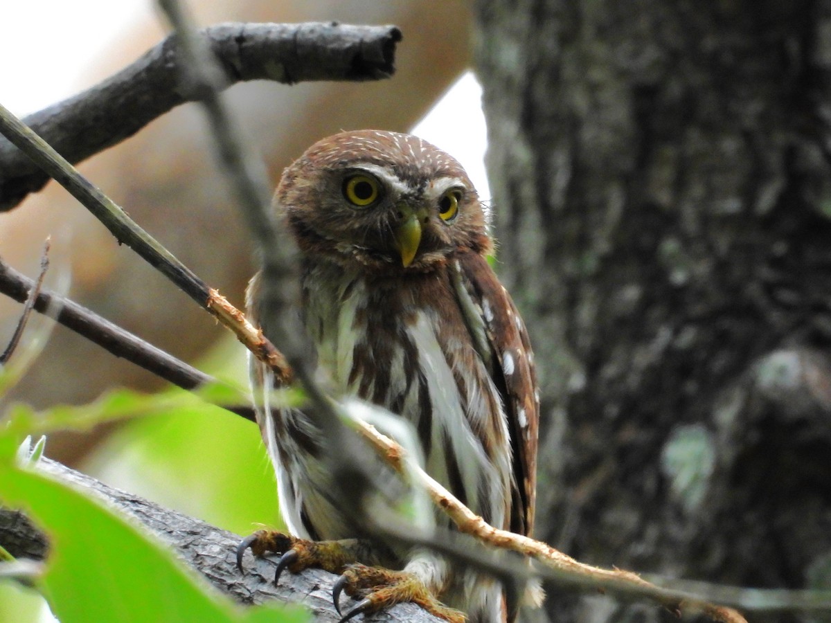 Ferruginous Pygmy-Owl - ML620501557