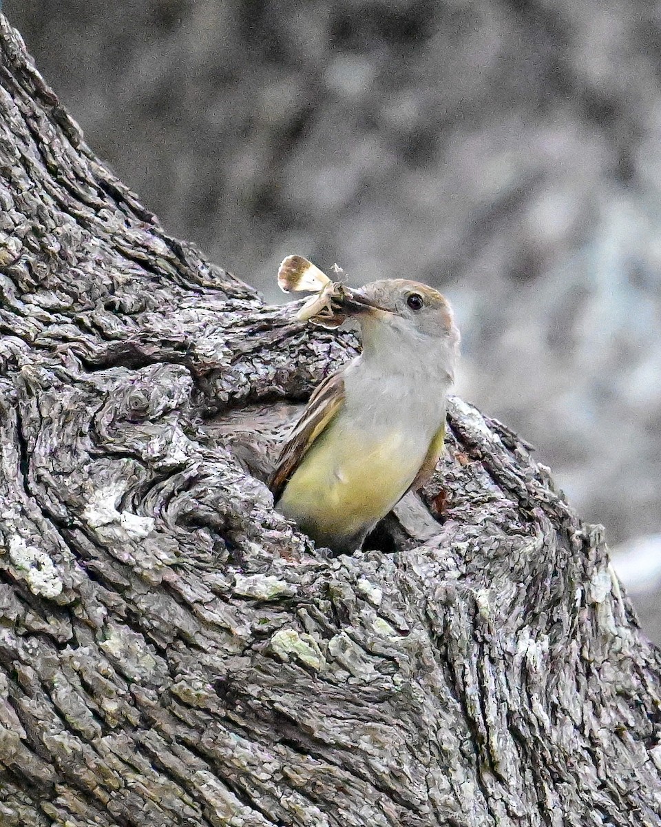 Ash-throated Flycatcher - ML620501558