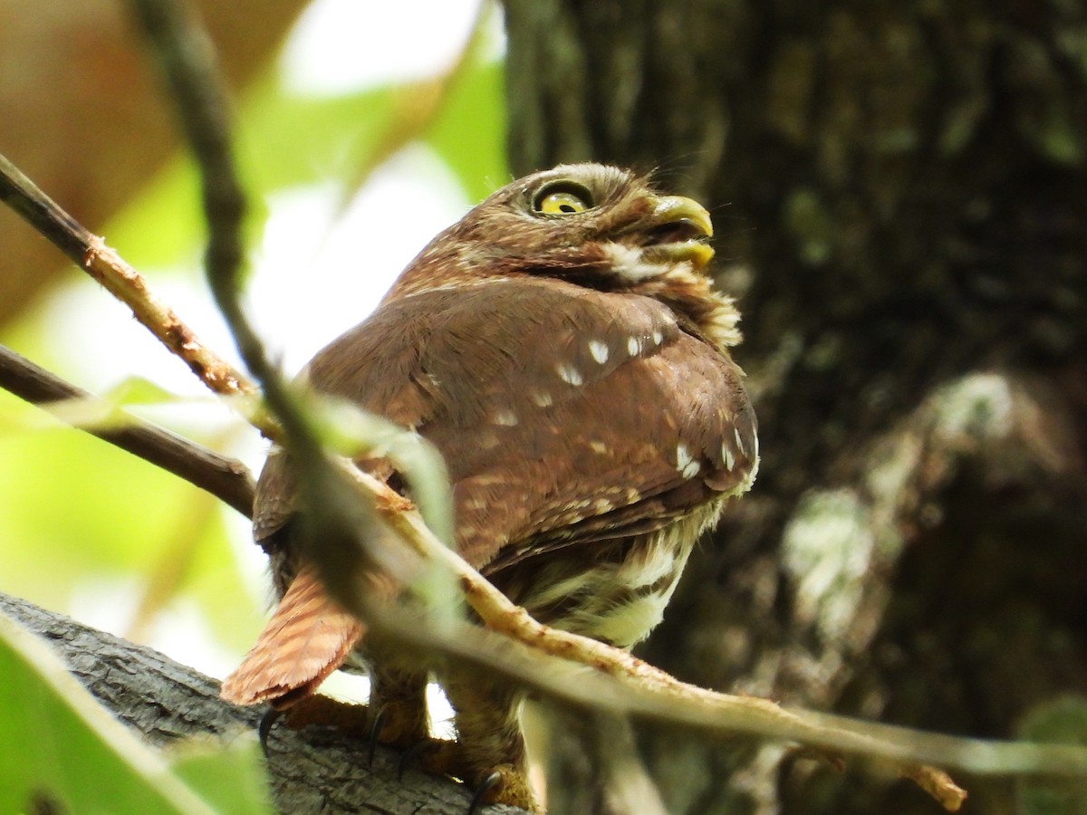 Ferruginous Pygmy-Owl - ML620501560