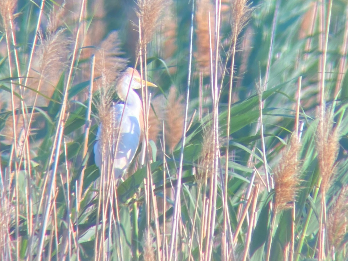 Western Cattle Egret - ML620501562