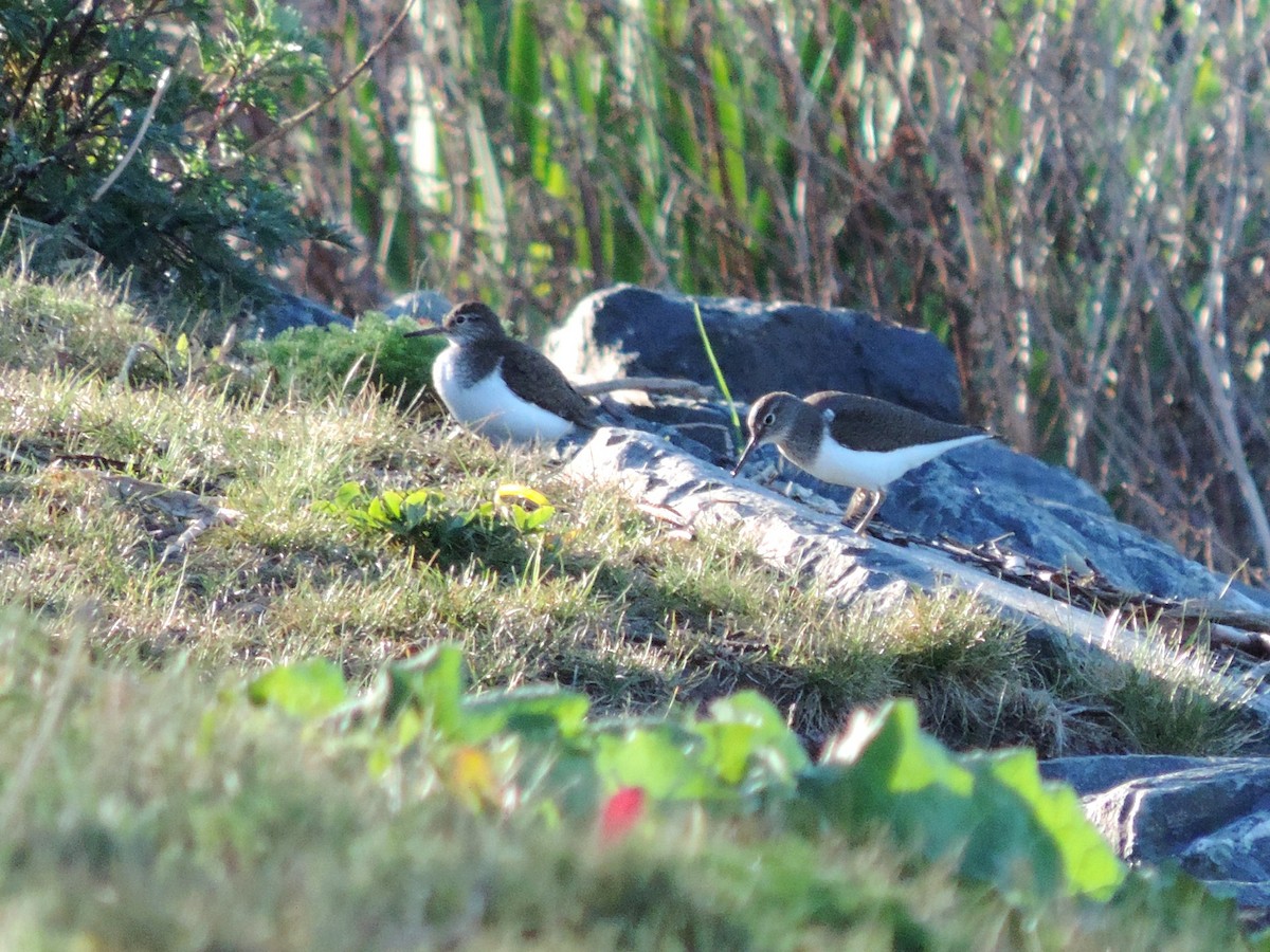 Common Sandpiper - ML620501567