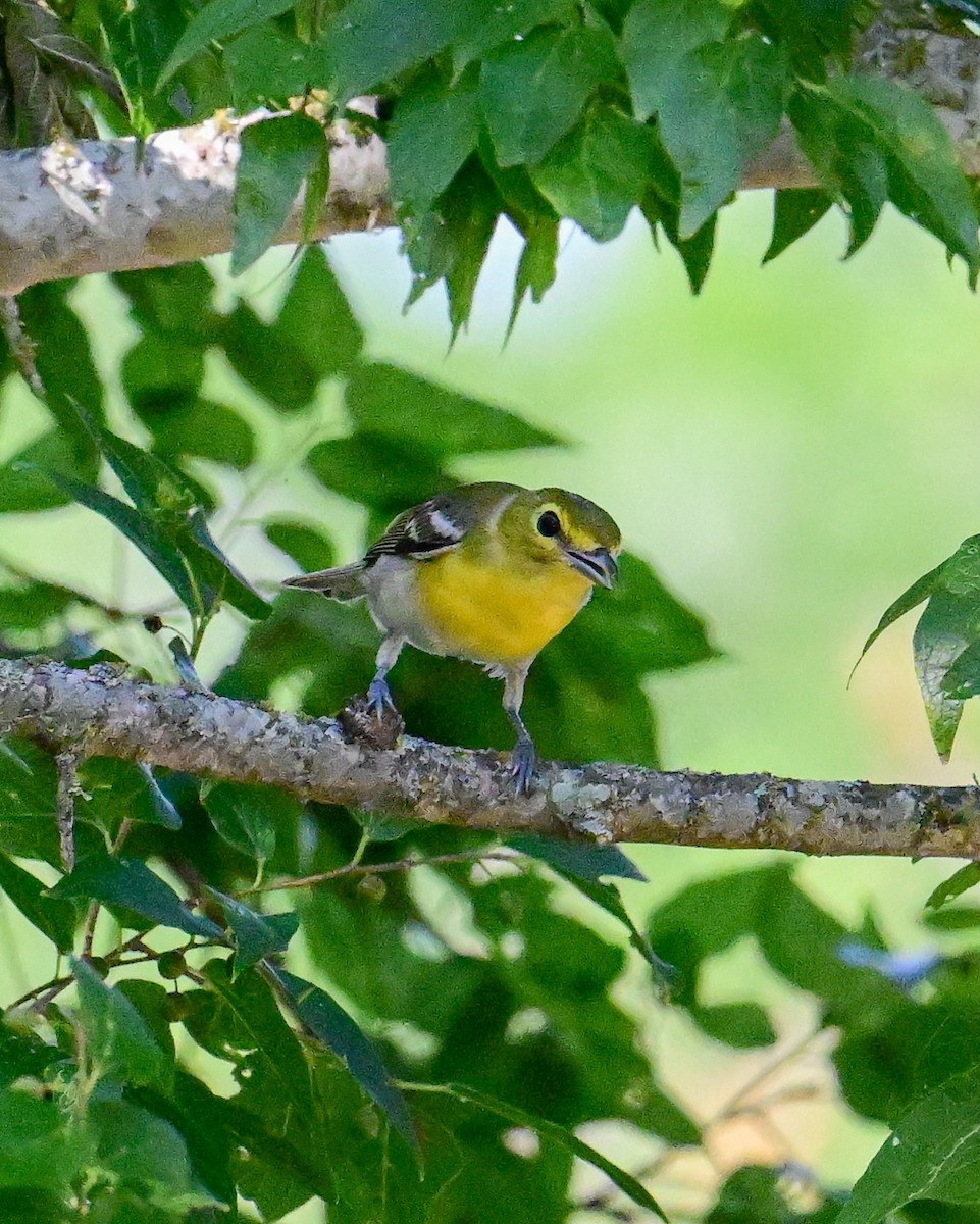 Viréo à gorge jaune - ML620501569