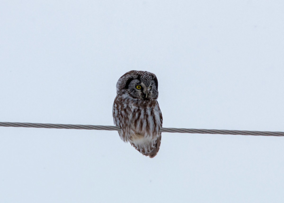 Boreal Owl - ML620501571