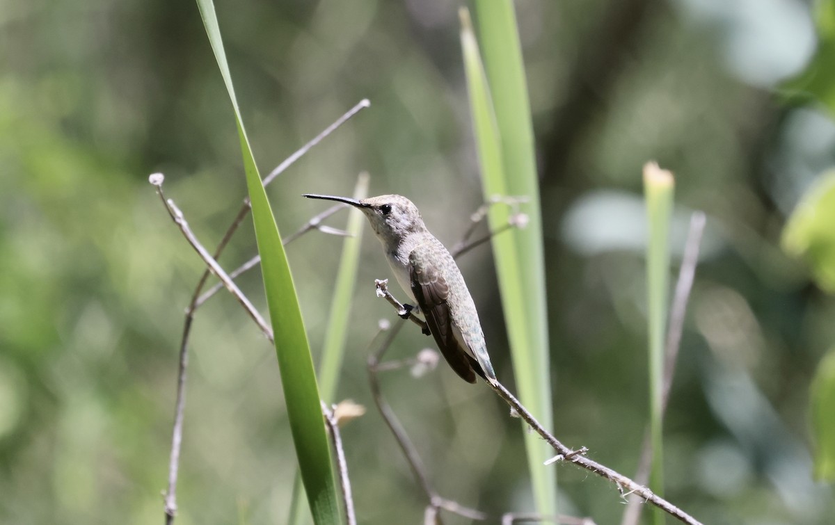 Costa's Hummingbird - ML620501574