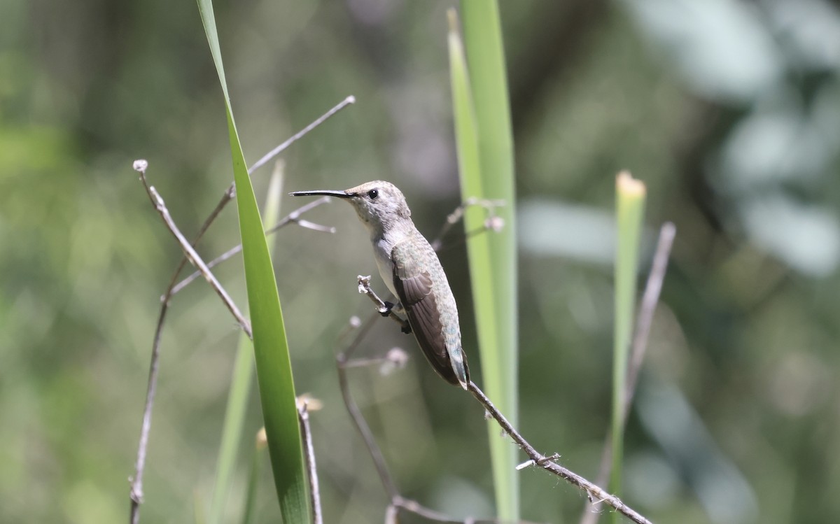 ørkenkolibri - ML620501576