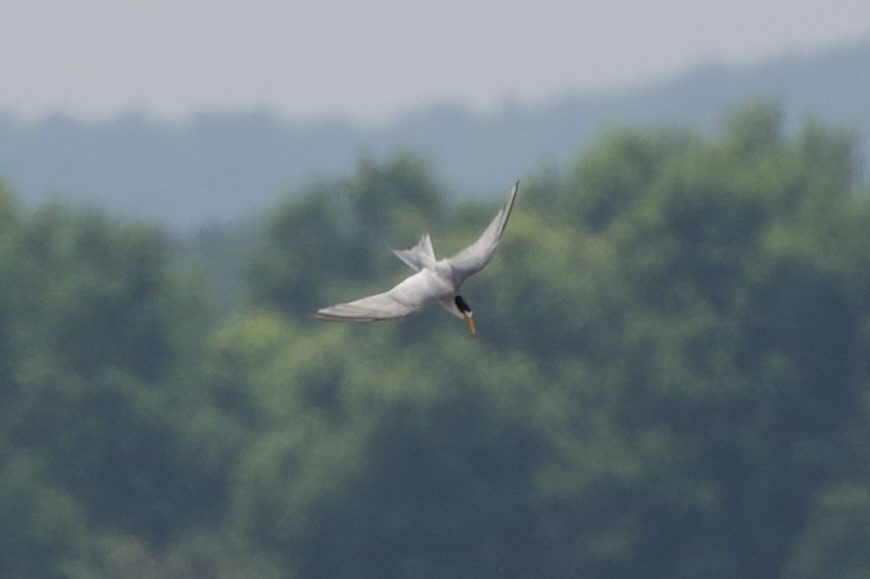 Least Tern - ML620501577