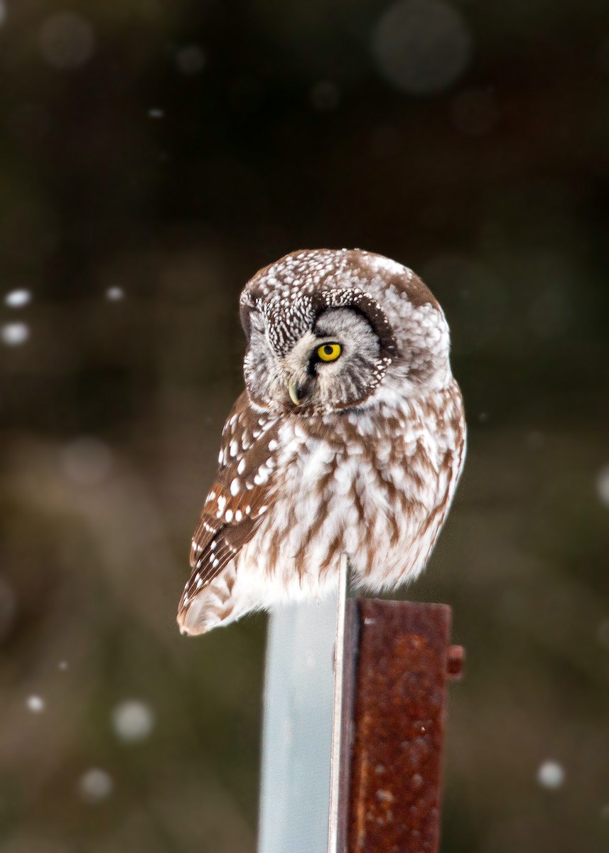 Boreal Owl - ML620501580