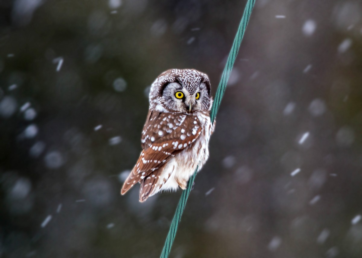 Boreal Owl - ML620501581