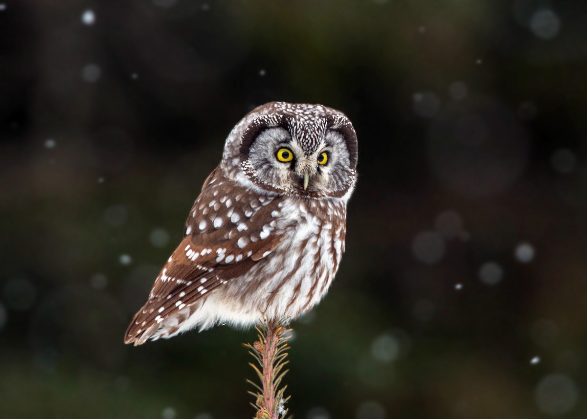 Boreal Owl - ML620501583