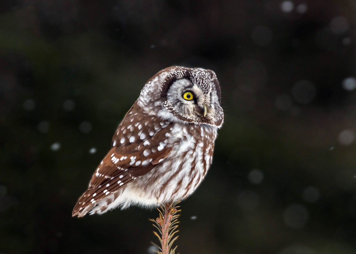 Boreal Owl - ML620501584