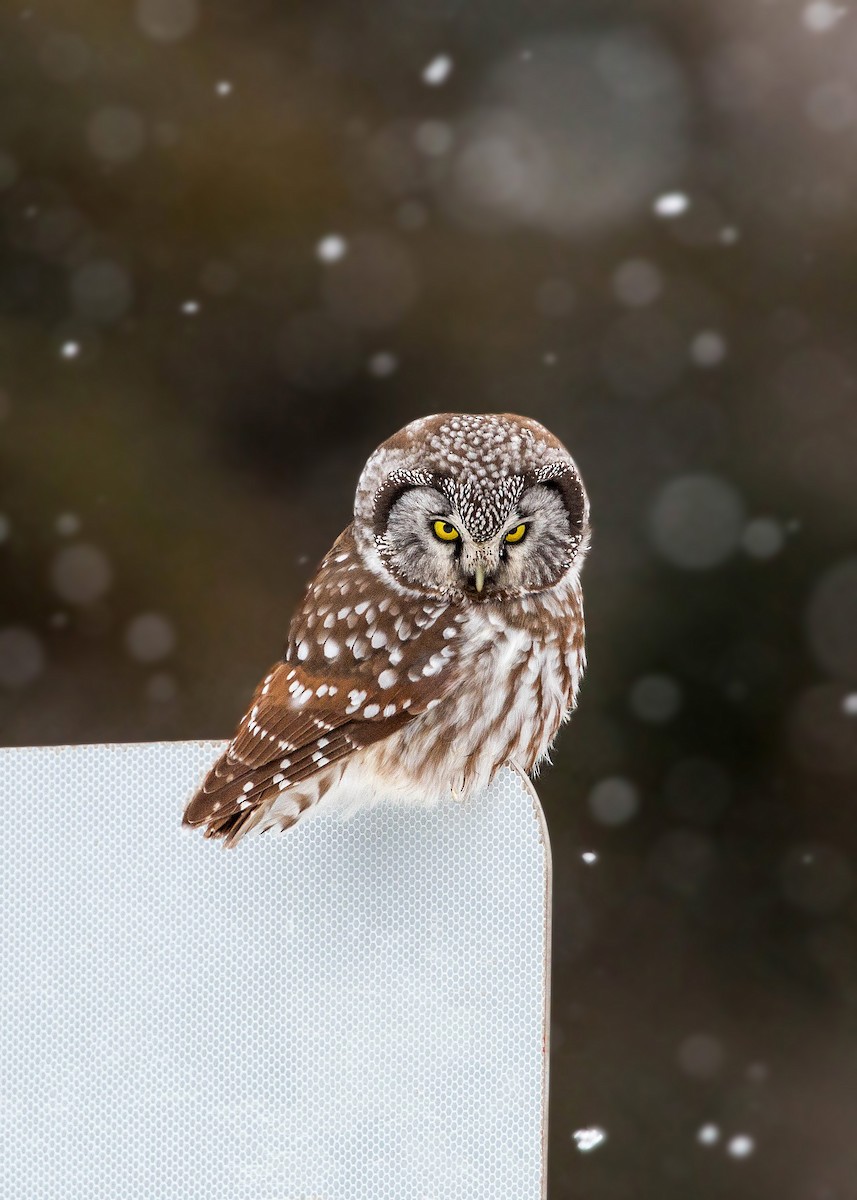 Boreal Owl - ML620501586