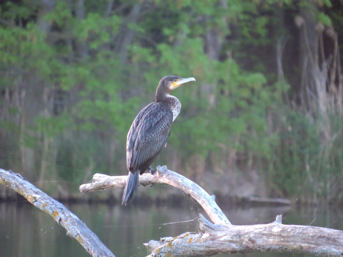 Great Cormorant - ML620501588