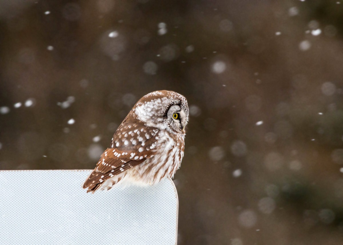 Boreal Owl - ML620501591