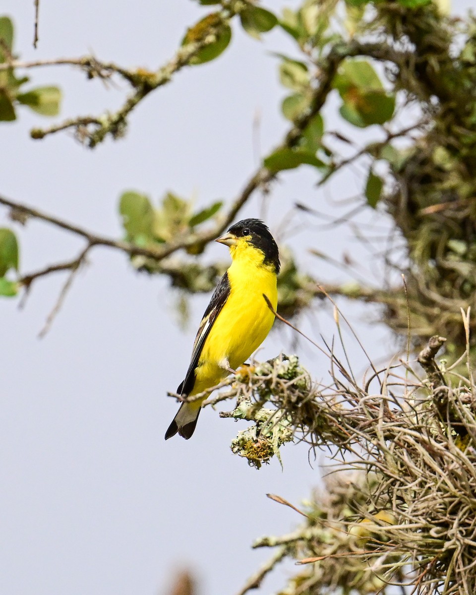 Lesser Goldfinch - ML620501594