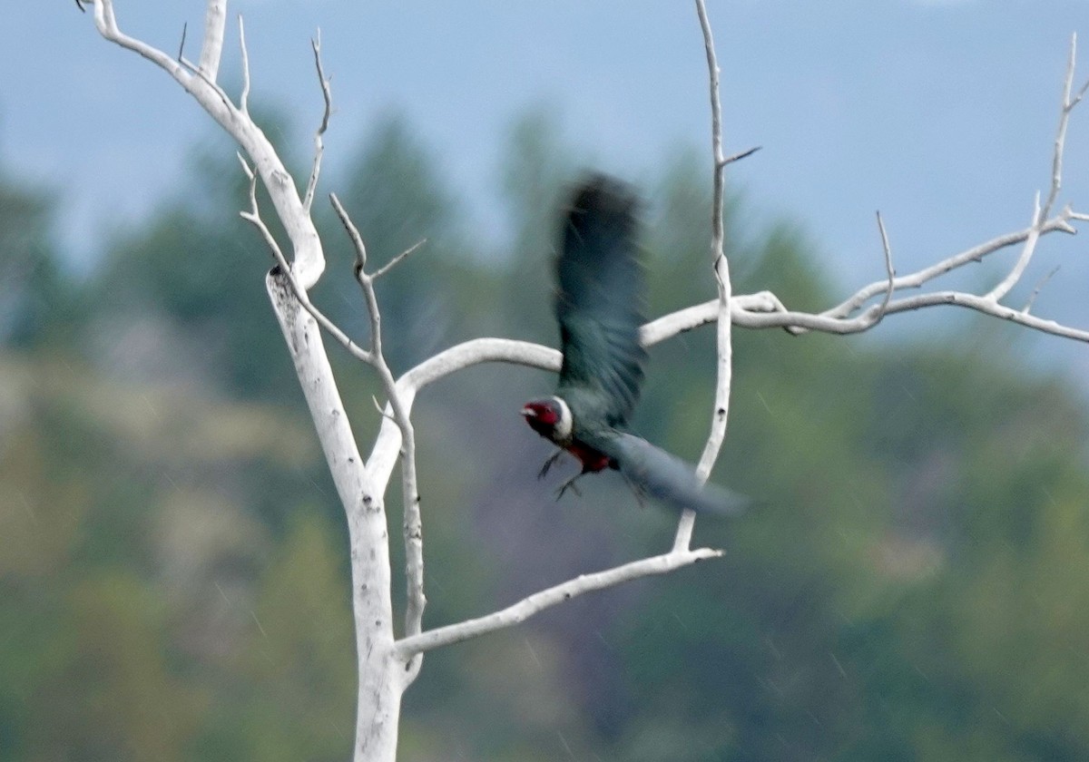 Lewis's Woodpecker - ML620501596