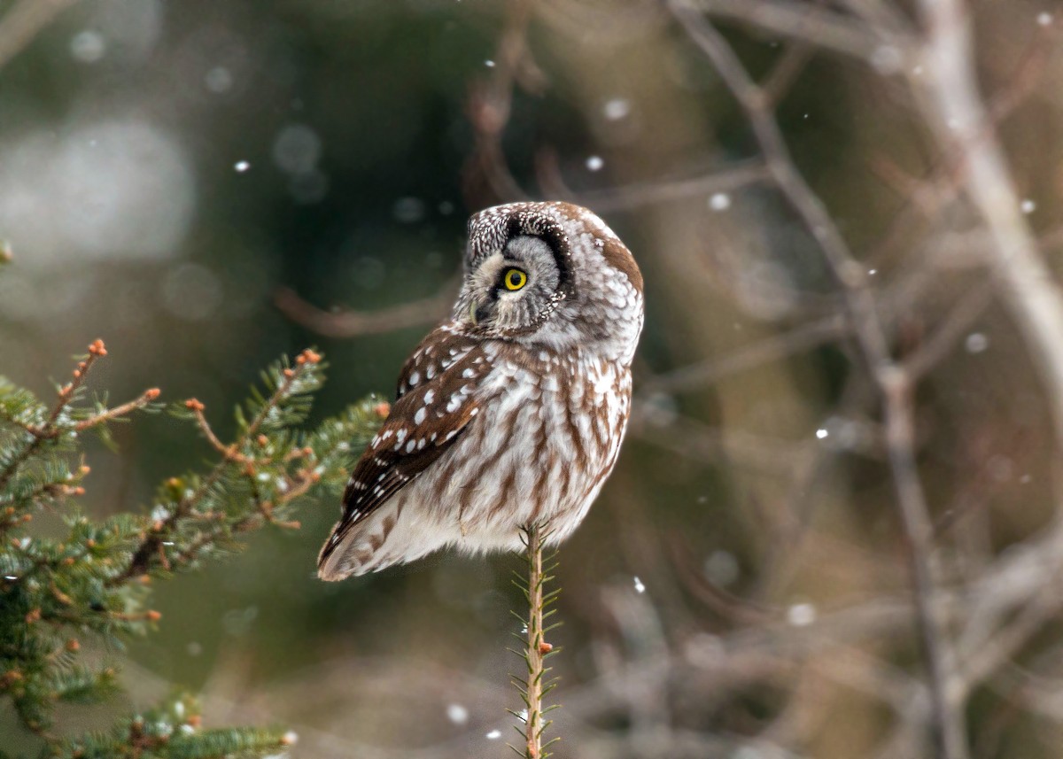 Boreal Owl - ML620501597