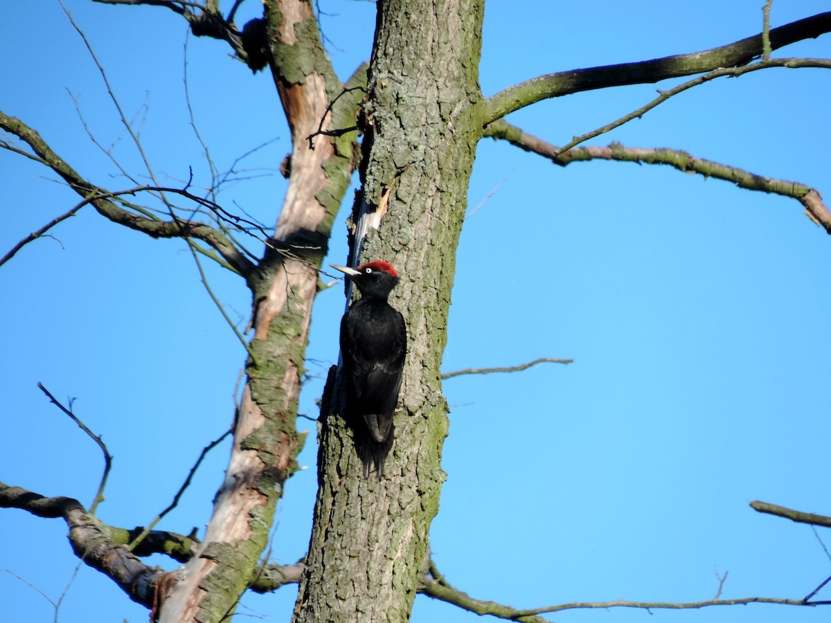 Black Woodpecker - ML620501600