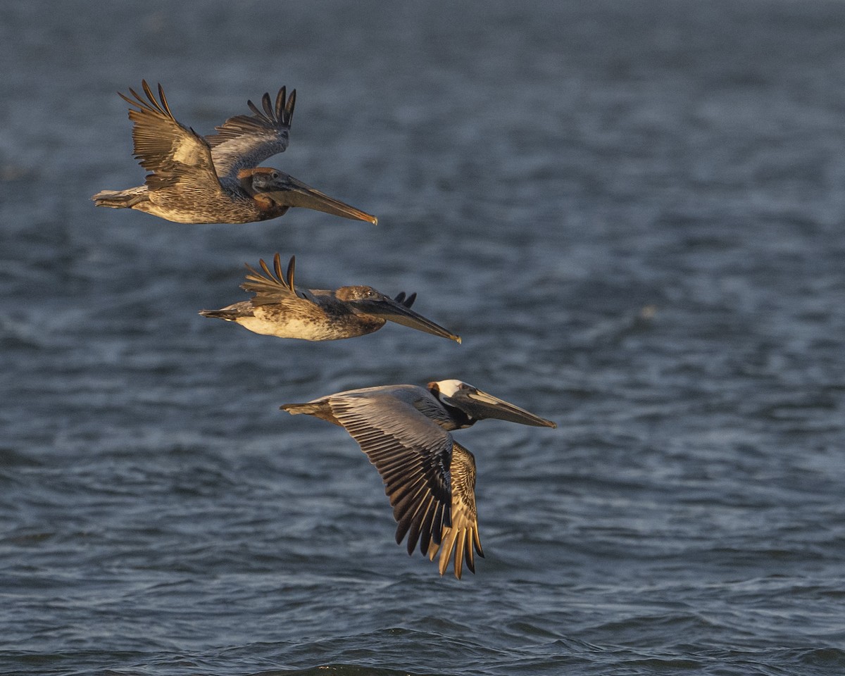 Brown Pelican - ML620501607