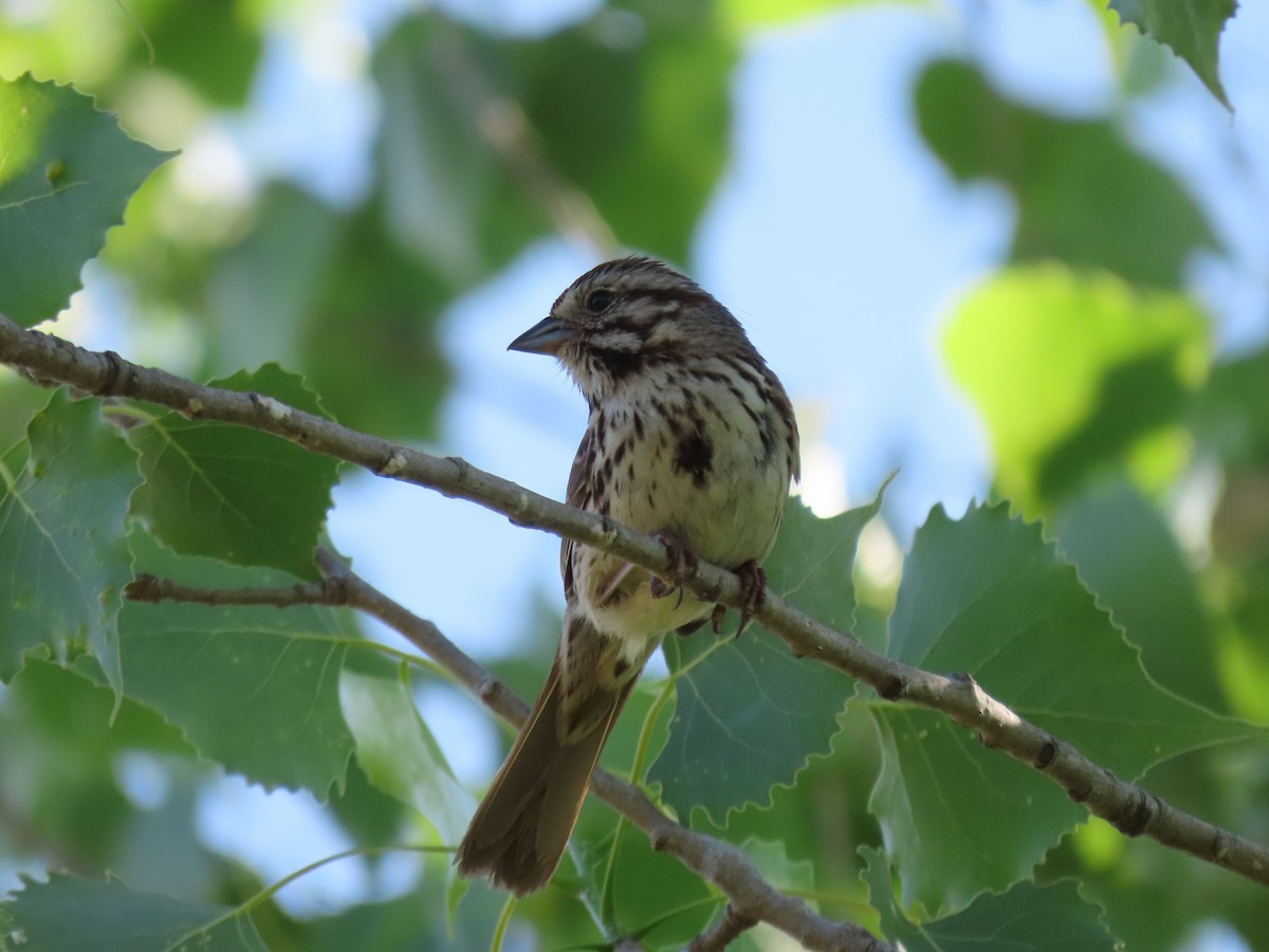 Song Sparrow - ML620501614