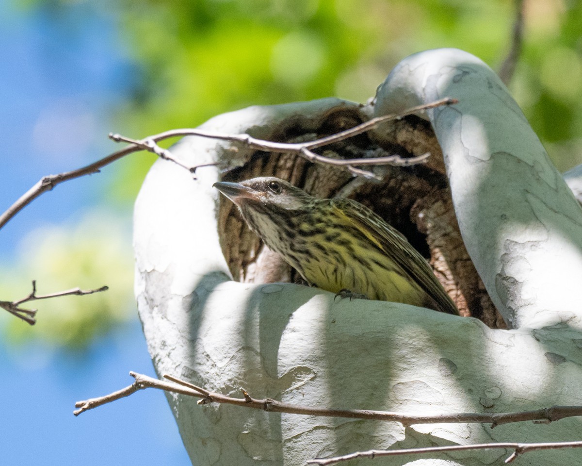 Sulphur-bellied Flycatcher - ML620501616