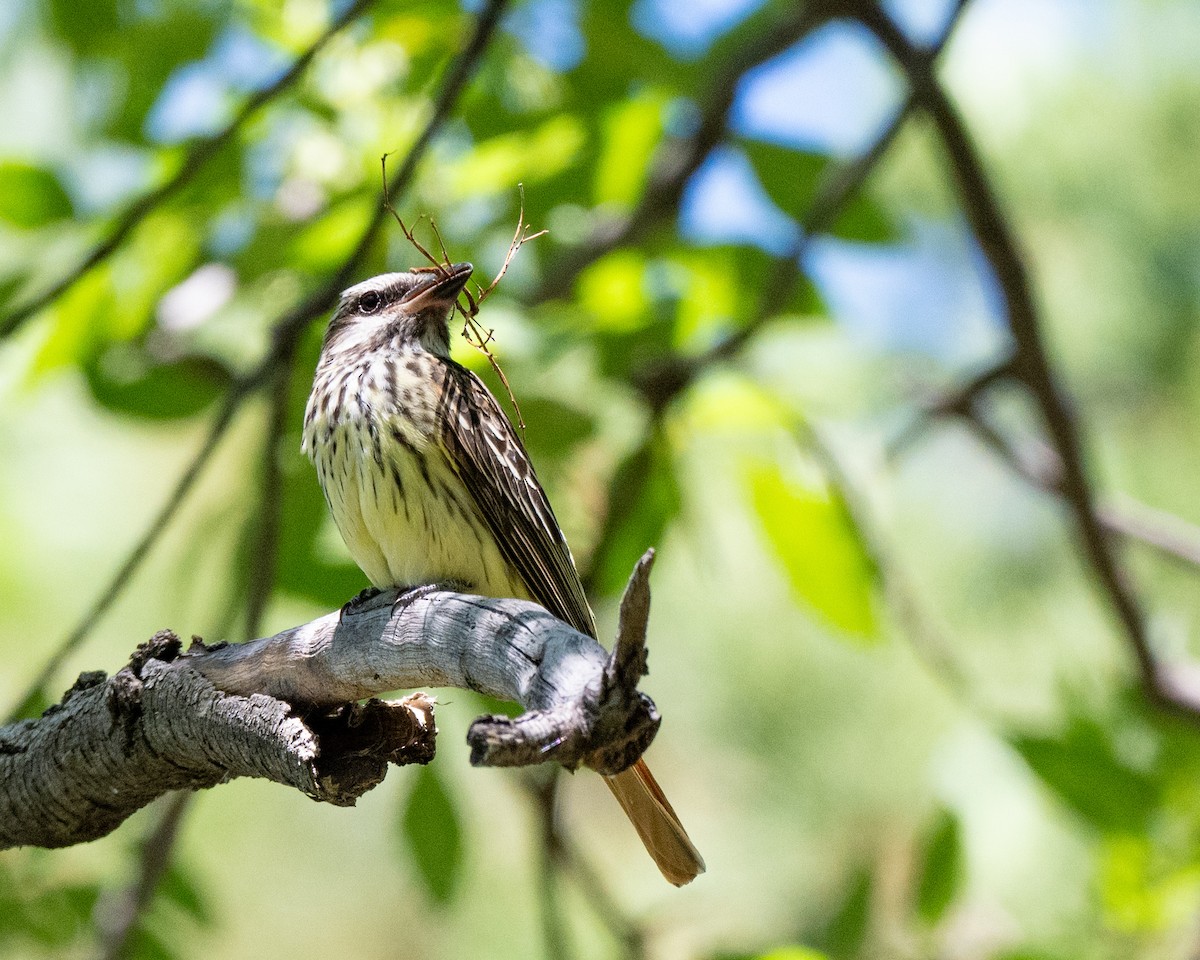 Sulphur-bellied Flycatcher - ML620501617