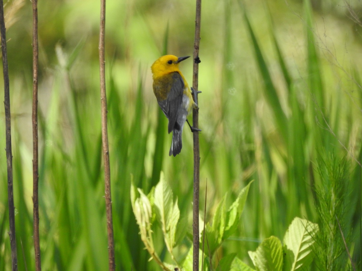 Prothonotary Warbler - ML620501621