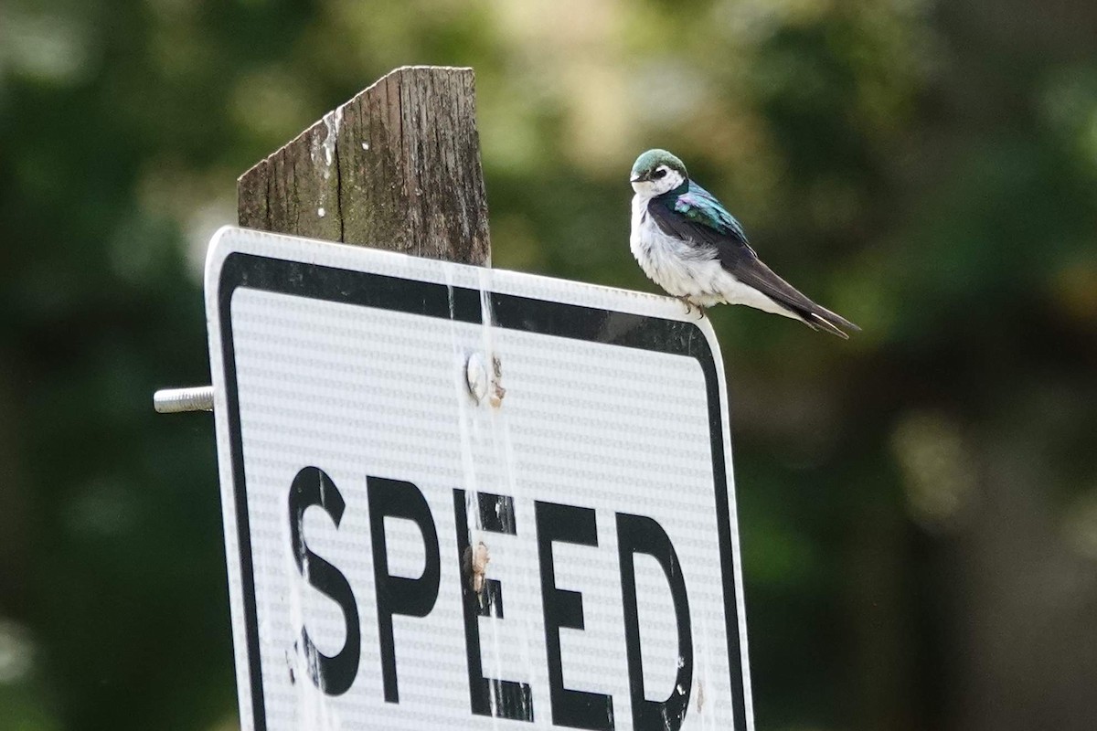 Violet-green Swallow - ML620501624