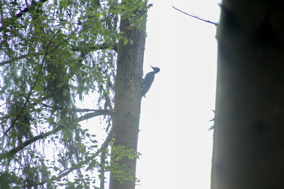 Black Woodpecker - ML620501626