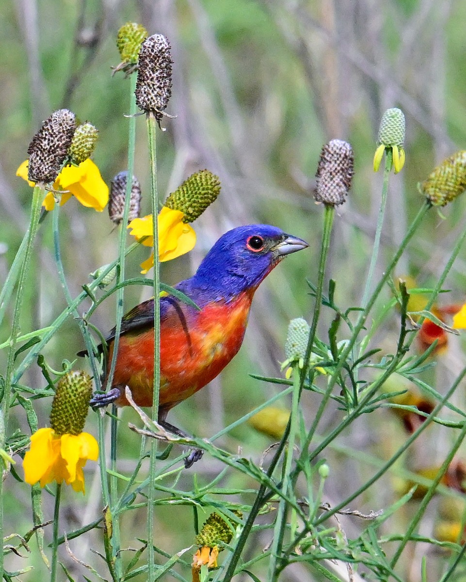 Painted Bunting - ML620501628