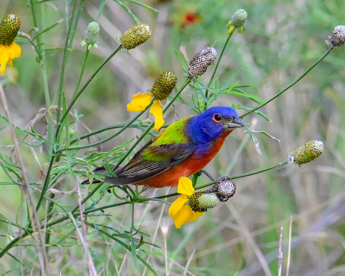 Painted Bunting - ML620501629