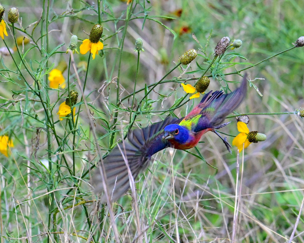 Painted Bunting - ML620501630