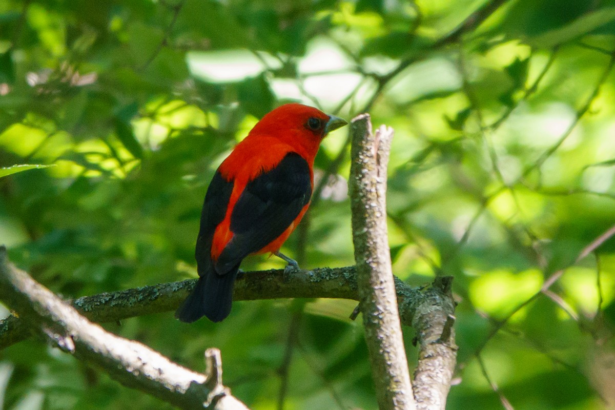 Scarlet Tanager - ML620501631