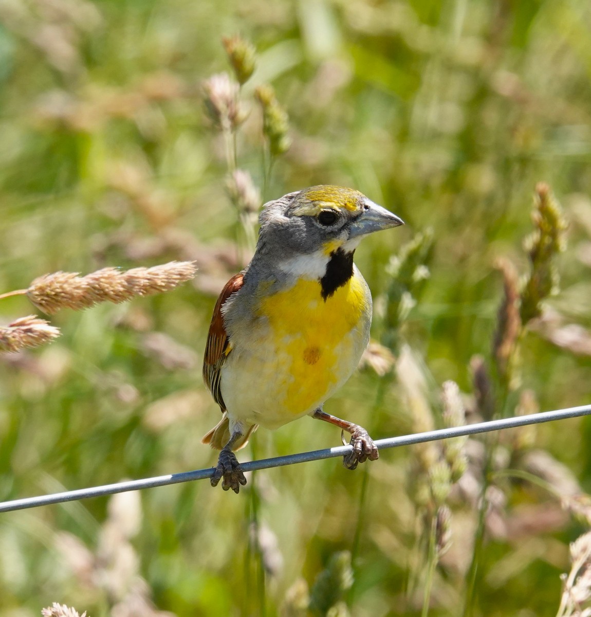 Dickcissel - ML620501640