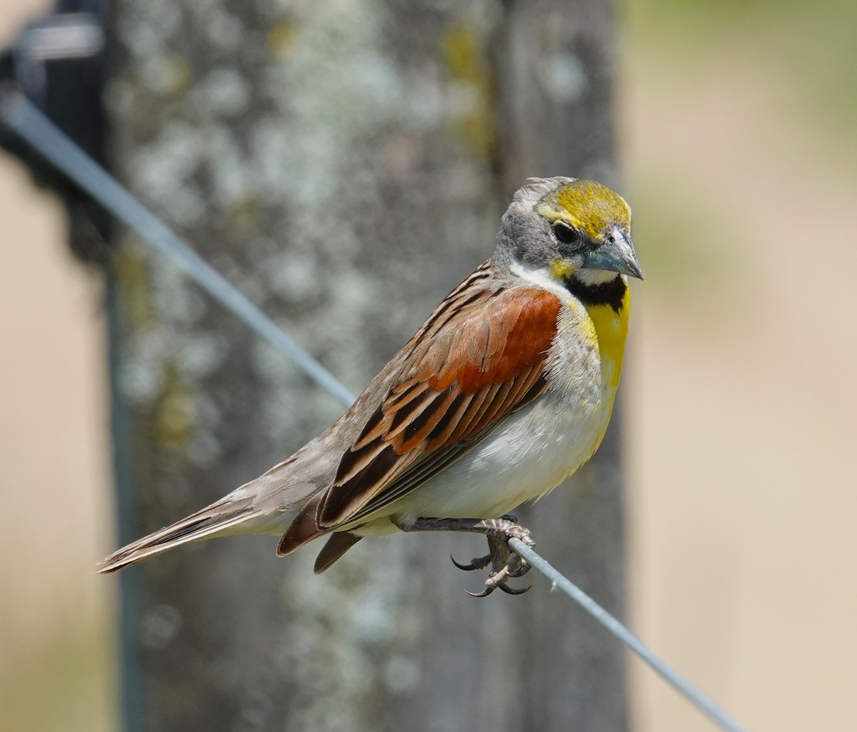 Dickcissel - ML620501644