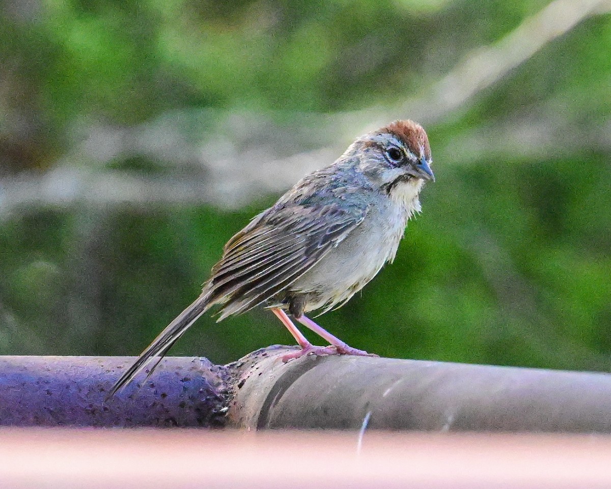Rufous-crowned Sparrow - ML620501647