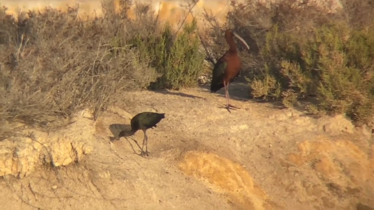 Glossy Ibis - ML620501656