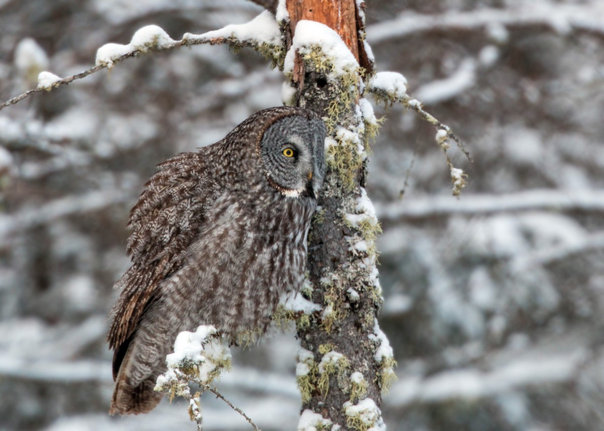 Great Gray Owl - William Clark