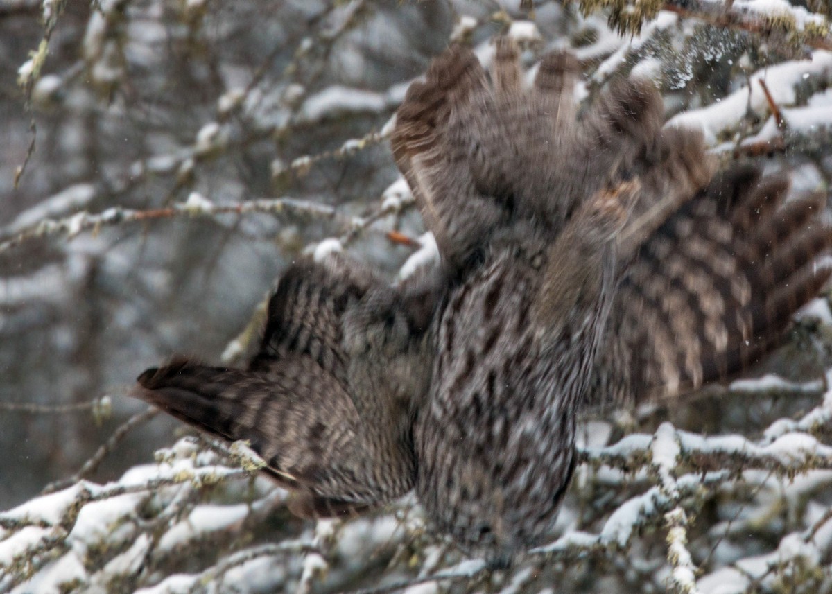 Great Gray Owl - ML620501658