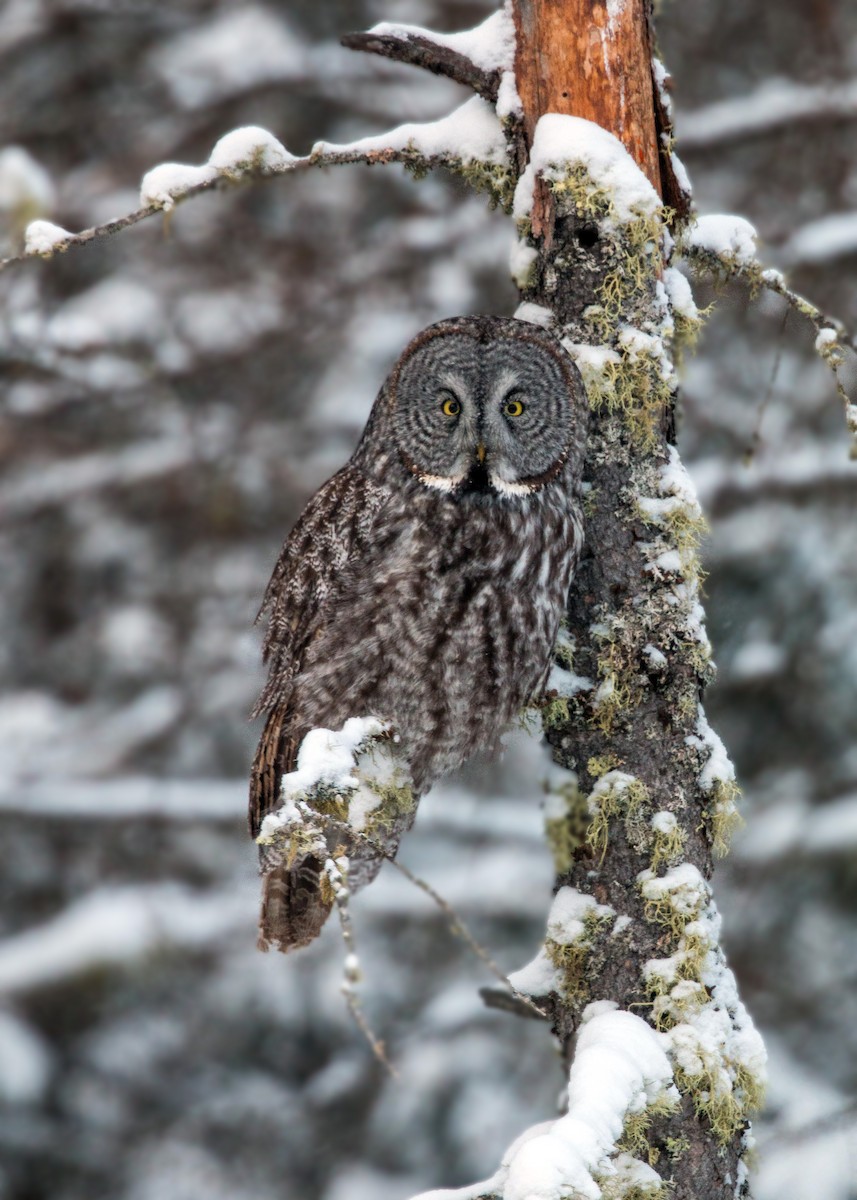 Great Gray Owl - ML620501660