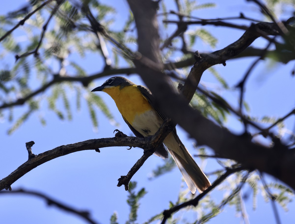 Yellow-breasted Chat - ML620501662