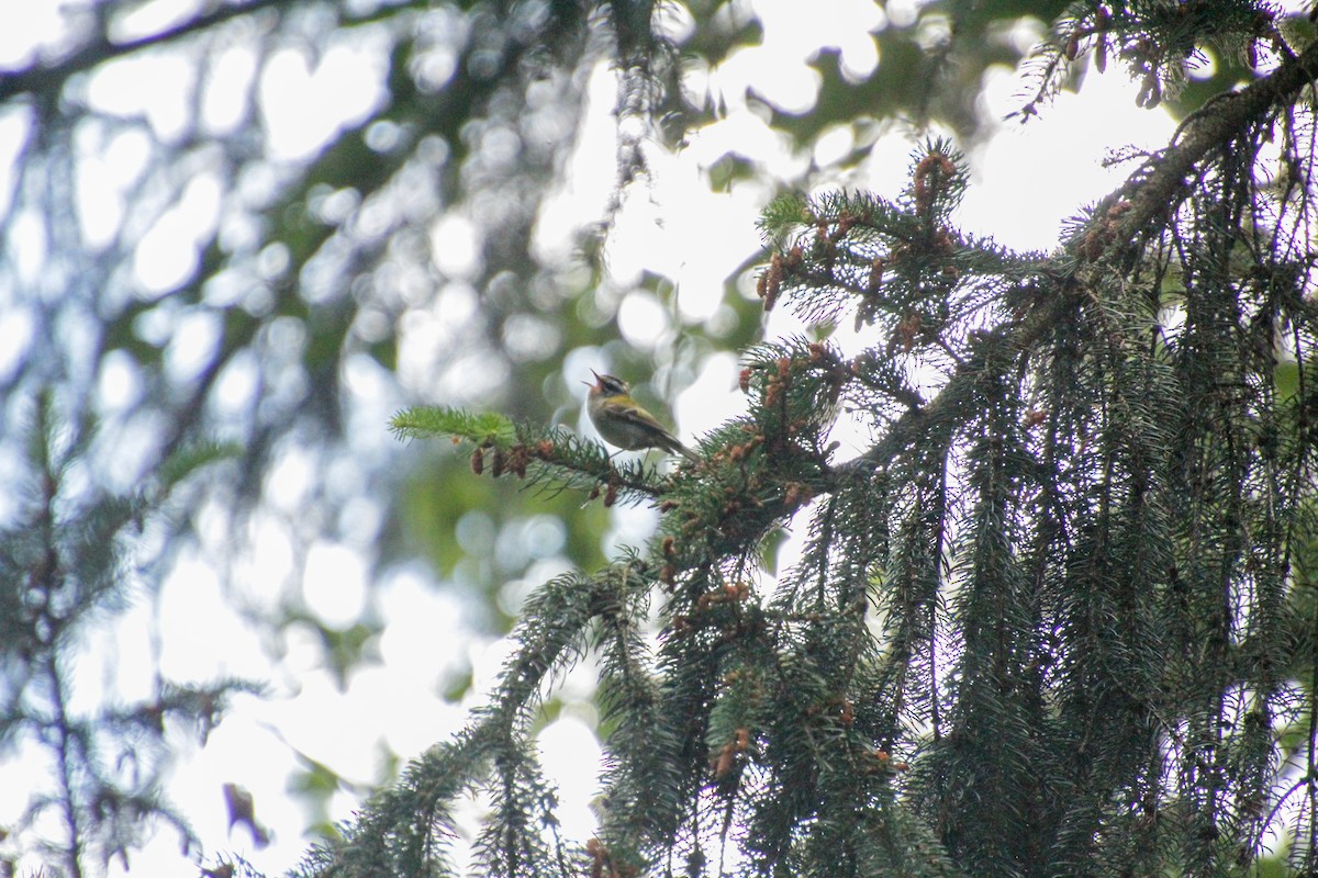 Common Firecrest - ML620501665