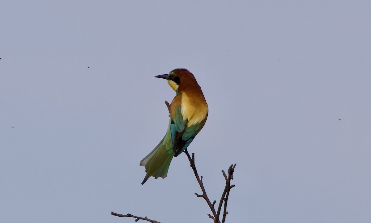 European Bee-eater - ML620501669