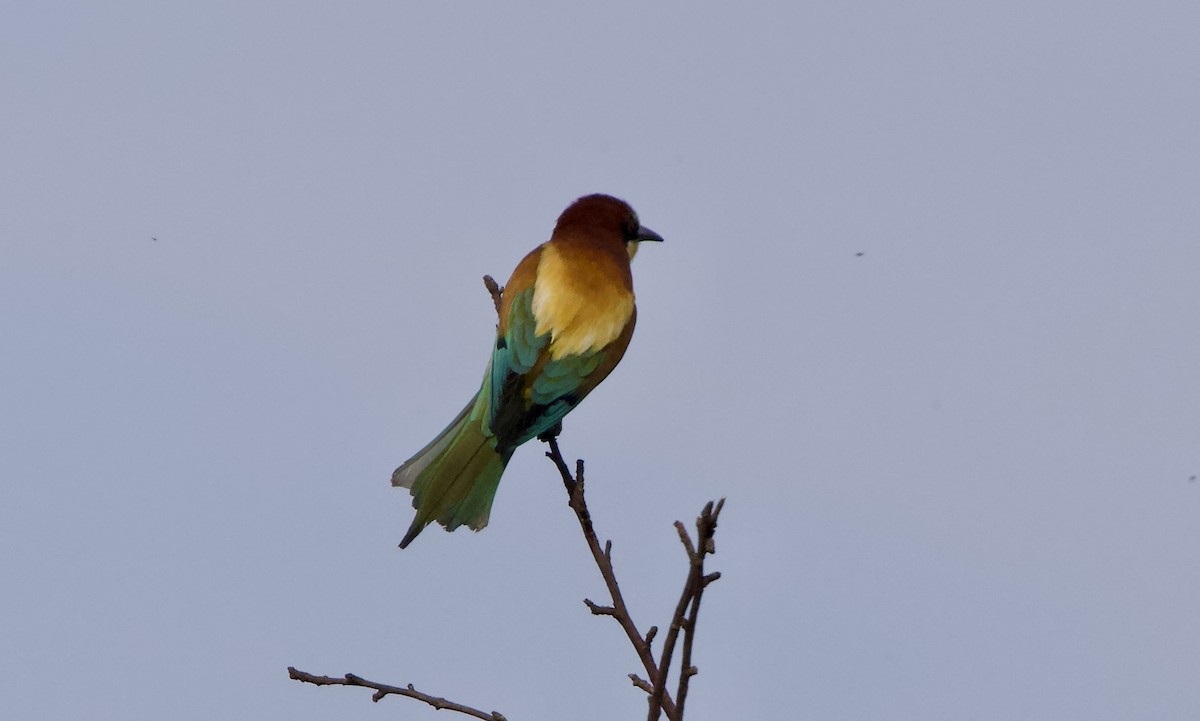 European Bee-eater - ML620501672