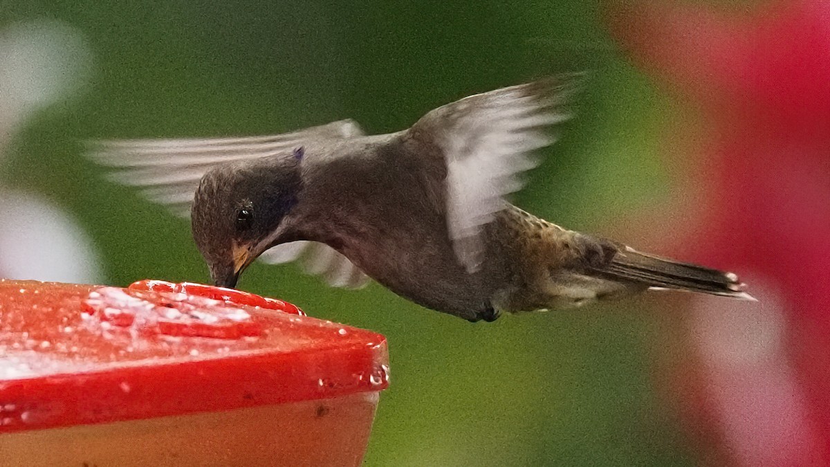 Colibrí Pardo - ML620501675