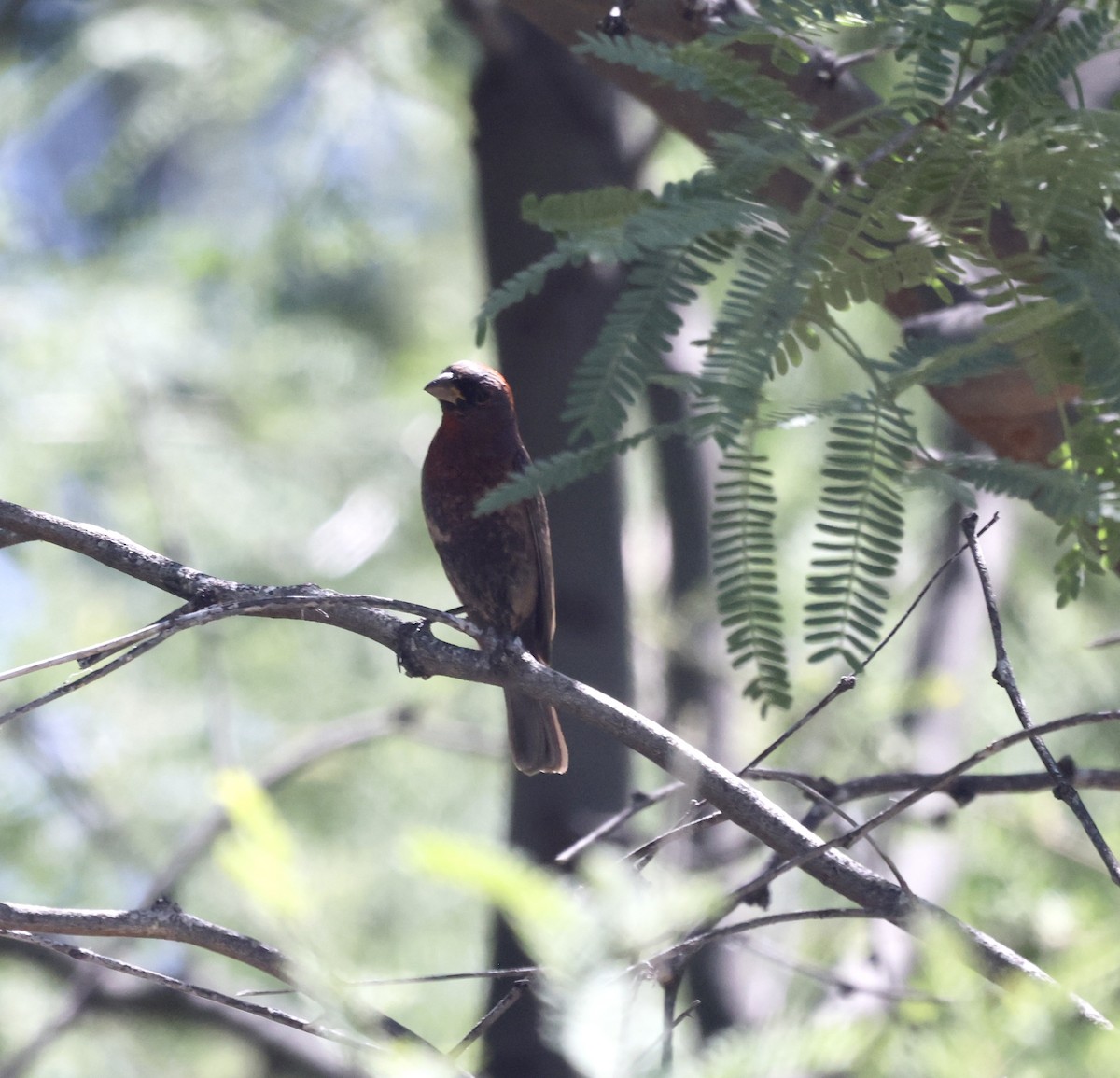 Varied Bunting - ML620501678